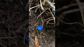 The blue mushroom  Entoloma hochstetteri in New Zealand fungi mushroom auckland [upl. by Millard]