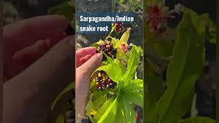 Sarpagandha The India snake root Rauwolfia serpentina Identification amp Uses [upl. by Boy]