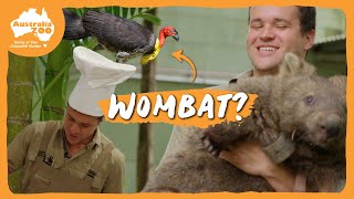 Chef Chandler preps a wombats breakfast  Australia Zoo Life [upl. by Dusa237]