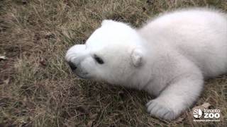 Toronto Zoo polar bear cub 2 months [upl. by Dielle627]