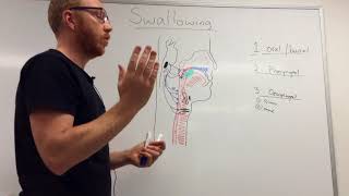 Swallowing Mechanism Three phases [upl. by Olumor]