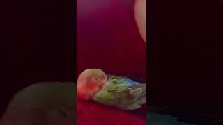 Subscribe like🦜viralvideo [upl. by Ormand]