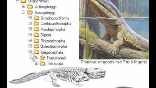 10th Foundational Falsehood of Creationism [upl. by Hiro]