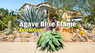 Extracting an Agave Blue Flame and relocating it to the backyard making room for other cactus [upl. by Olag]