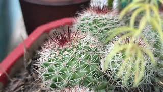 Mammillaria plant [upl. by Euh]