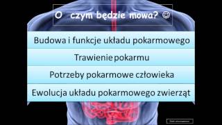 Układ pokarmowy człowieka i zwierząt  teoria maturalna [upl. by Elad250]