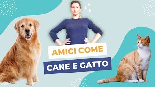 Cani e gatti come farli andare daccordo [upl. by Tada]