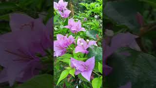 Bougainville flowering plants bougainville [upl. by Dogs]