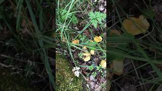 CHANTERELLE MUSHROOMS mushroom chanterelles nature find explore best woodland [upl. by Beane]