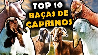 AS 10 PRINCIPAIS RAÃ‡AS DE CAPRINOS CRIADOS NO BRASIL  RAÃ‡AS DE CAPRINOS USADOS NO BRASIL [upl. by Oirrad]