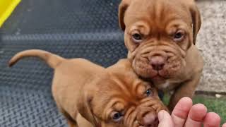 Meet the Regalrouge Dogue de Bordeaux Puppies cute puppies ❤️ French Mastiff Puppy Pedigree pups [upl. by Myrlene119]