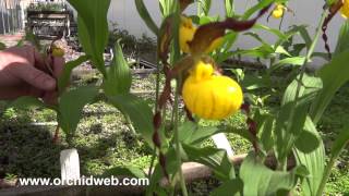 OrchidWeb  Cypripedium parviflorum var pubescens [upl. by Ellehcrad428]