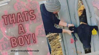 Making Purina Fed Steers with Callicrate Pro Bander  Vlogmas 2021  Day 4 [upl. by Adolpho]