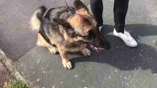 ANXIOUS AND HIGHLY DOG REACTIVE GSD LENNY session 1 [upl. by Neelyahs]