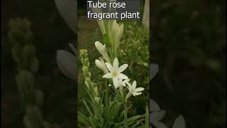 tuberose flower [upl. by Attenal]