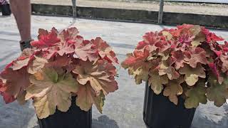 Plant Spotlight Heuchera [upl. by Henka]