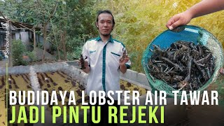 Sukses Budidaya Lobster Air Tawar Modal Kecil Di Samping Rumah [upl. by Odlareg]