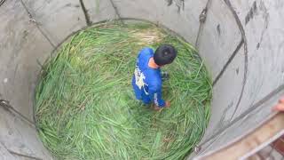 Filling citronella grass in distillery  AL DAWAH FARM  BIGGEST DISTELLERY  AL DAWAH COOP [upl. by Saihttam]