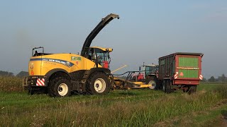 Mais hakselen door loonbedrijf Rensen met New Holland FR550 en 2 Massey Ferguson 8S trekkers 2024 [upl. by Mcnully]