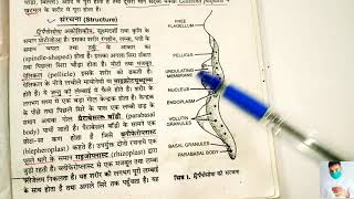 Body structure of trypanosoma in hindi  applied and economic Zoology BSc 3rd year [upl. by Cower]