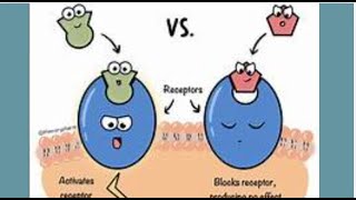 Agonist and Antagonist Effects on Receptor Function [upl. by Ibbor267]