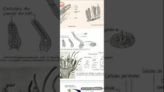 Les cormophytes  reproduction et cycles biologiques Bryophytes [upl. by Reine399]