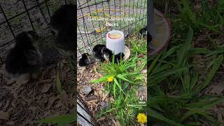 Jersey giant chicks full video [upl. by Maeve420]