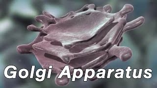 Golgi Apparatus [upl. by Yauqram]