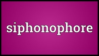 Siphonophore Meaning [upl. by Drugge]