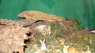 Stop motion Reh fertig [upl. by Wystand612]