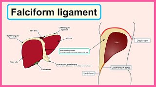 falciform ligament [upl. by Eppie54]