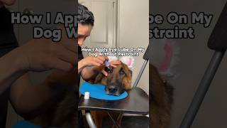 How to Apply Eye Drops to a Dog shorts dogtraining [upl. by Voccola467]