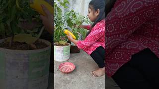 Process of How to Store Brinjal Seeds 🍆🍆 shorts garden vegetables gardening [upl. by Iris]