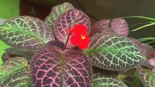 Episcia cupreata 🥰 GreenWorldLD green flowers houseplants plants [upl. by Treblah]