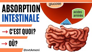 Notion de labsorption intestinale  Organe dans lequel a lieu labsorption intestinale [upl. by Anitsirhk376]