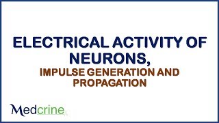 ELECTRICAL ACTIVITY OF NEURONS IMPULSE GENERATION AND PROPAGATION [upl. by Armyn527]