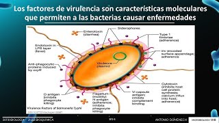 Sesión P2 Microbiología factores de virulencia adhesinas e invasinas [upl. by Mattland716]