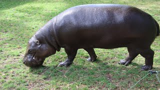 Hipopotamek karłowaty  Pygmy Hippo  Zoo Lodz [upl. by Holladay]