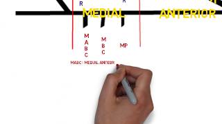 Plexus brachial anatomy for anesthesiologists [upl. by Eessej]