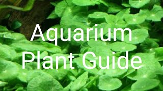 Aquarium Plant Guide Hydrocotyle verticillata [upl. by Oberon]