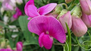 Perennial Sweet Pea probably Lathyrus latifolius [upl. by Englis]