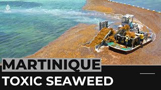 Sargassum crisis Fishermen in Martinique develop solutions [upl. by Jessy14]