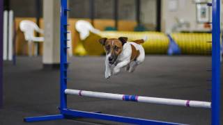 Jack Russell Agility training [upl. by Chandless]