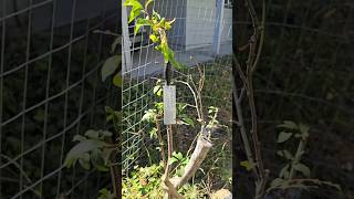 PRUNING TO FAVOR PLUOT amp APRIUM GRAFTS ON WILD PLUM TREE IN SANTA CRUZ CALIFORNIA [upl. by Heaps18]