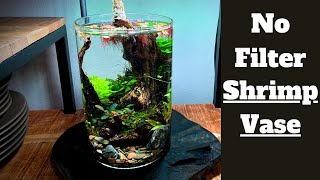 Planted Vase Setup How To 1 Gallon Shrimp Vase Aquarium [upl. by Jonette]