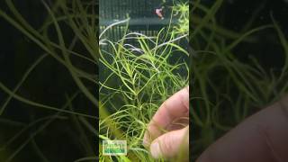 POGOSTEMON STELLATA “OCTOPUS” Aquarium Plant For Sale [upl. by Anilrac]