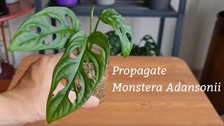 How to propagate monstera adansonii swiss cheese  soil water or pumice Day 1 to Day 50 [upl. by Enitsyrk]