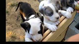 American staffordshire terrier  puppies  5 weeks [upl. by Airol]