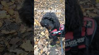 Pippins name lotr cutedog puppy poodle dogwalk cute [upl. by Dloniger]