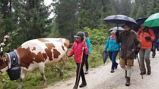 Posthotel Almabtrieb Falkenmoosalm  Achenkirch am Achensee 2017 [upl. by Dryden]